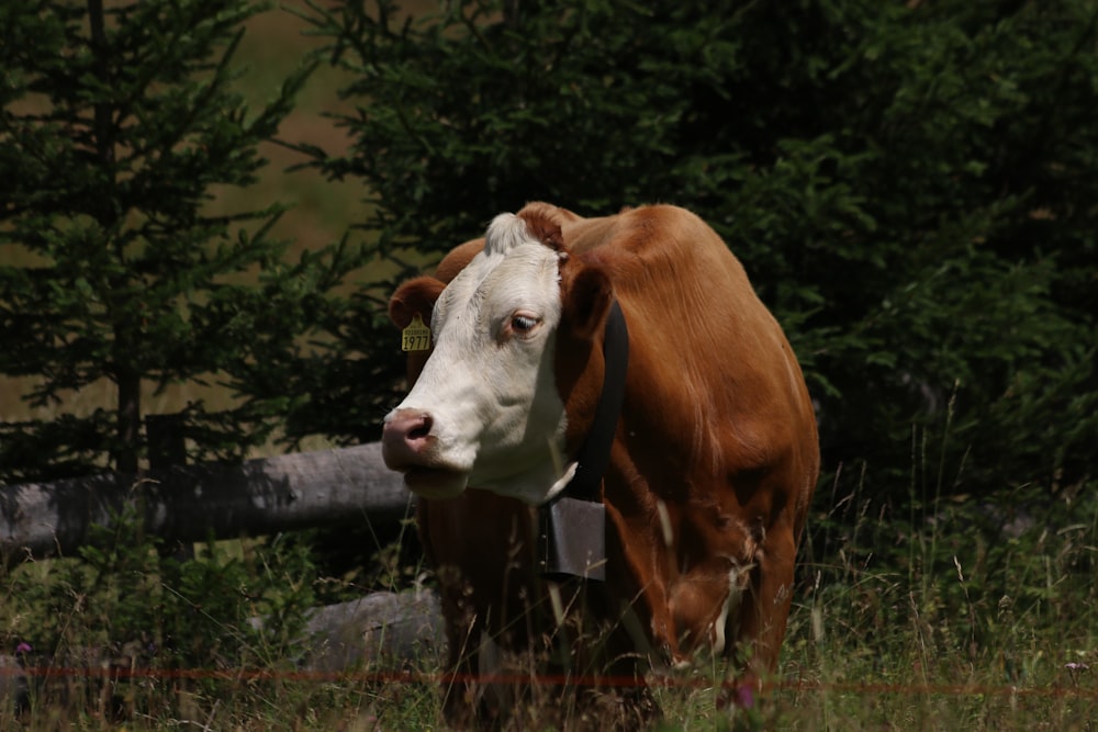 a brown and white cow standing on top of a lush green field