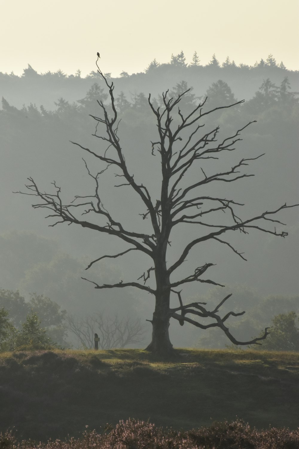 a bare tree in a field with fog in the background