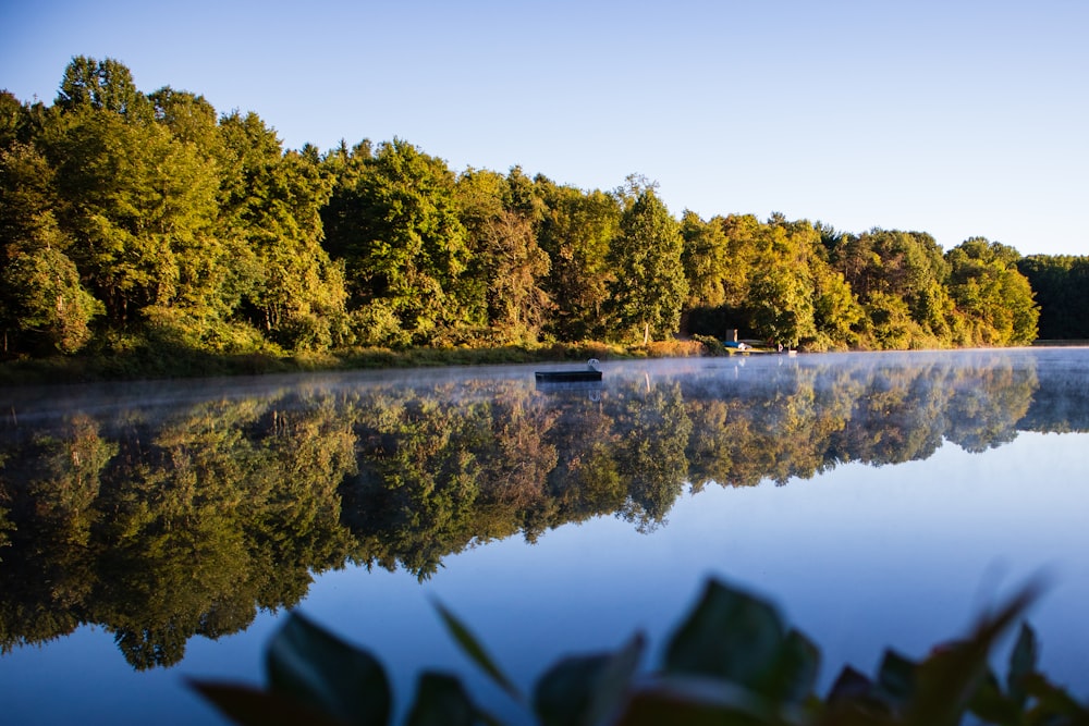 a body of water surrounded by a forest