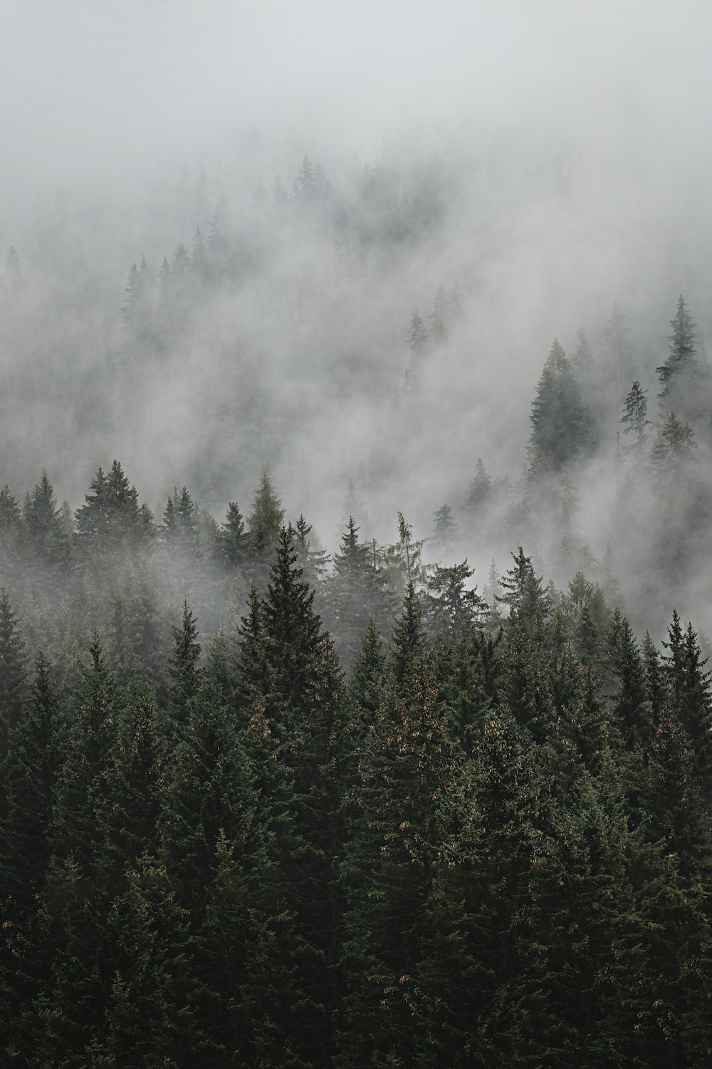 a forest filled with lots of trees covered in fog