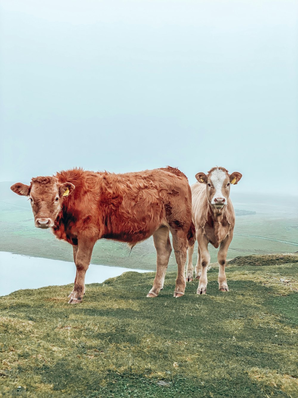 a couple of cows standing on top of a grass covered hill