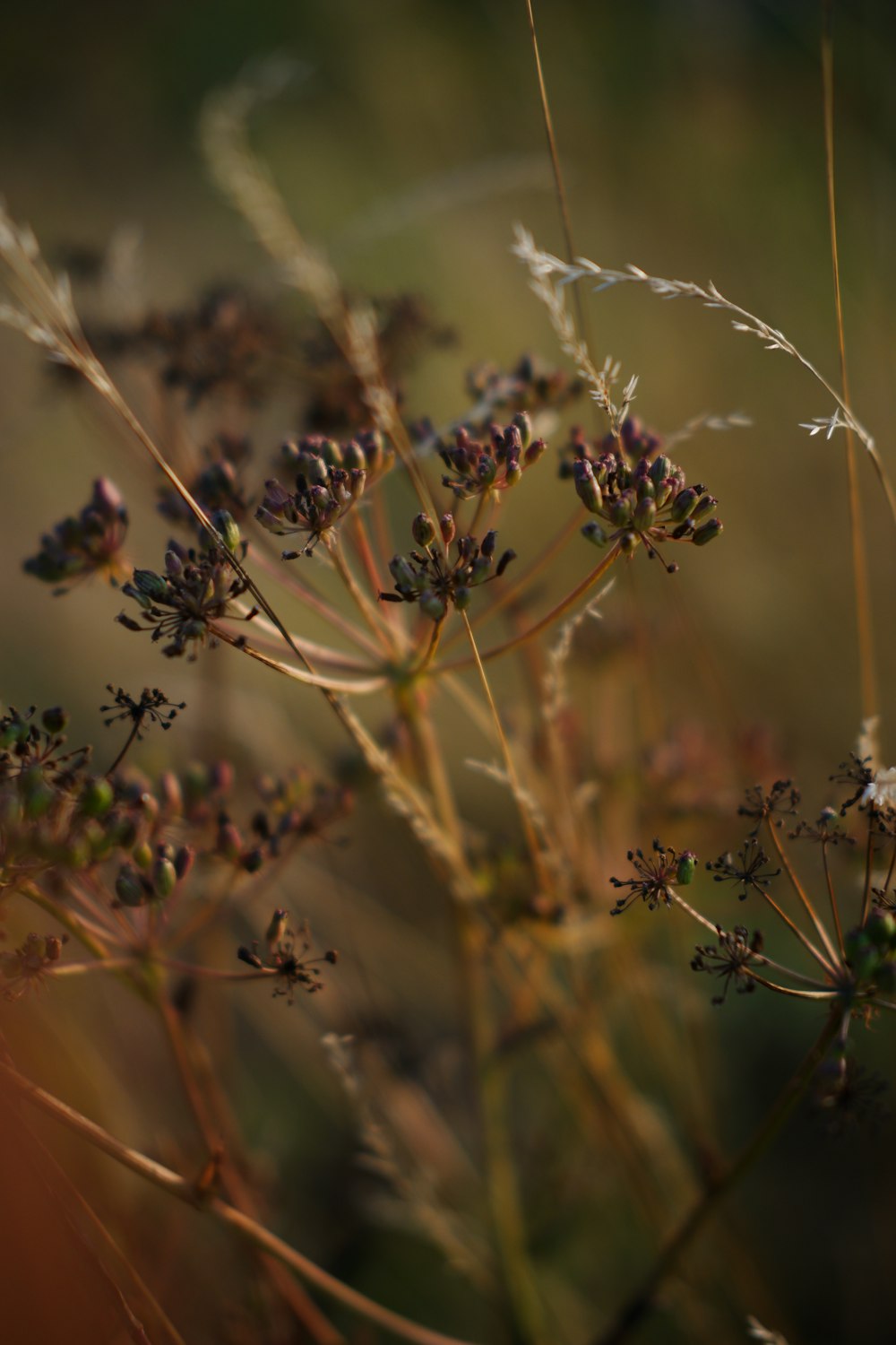 a close up of a plant with small flowers