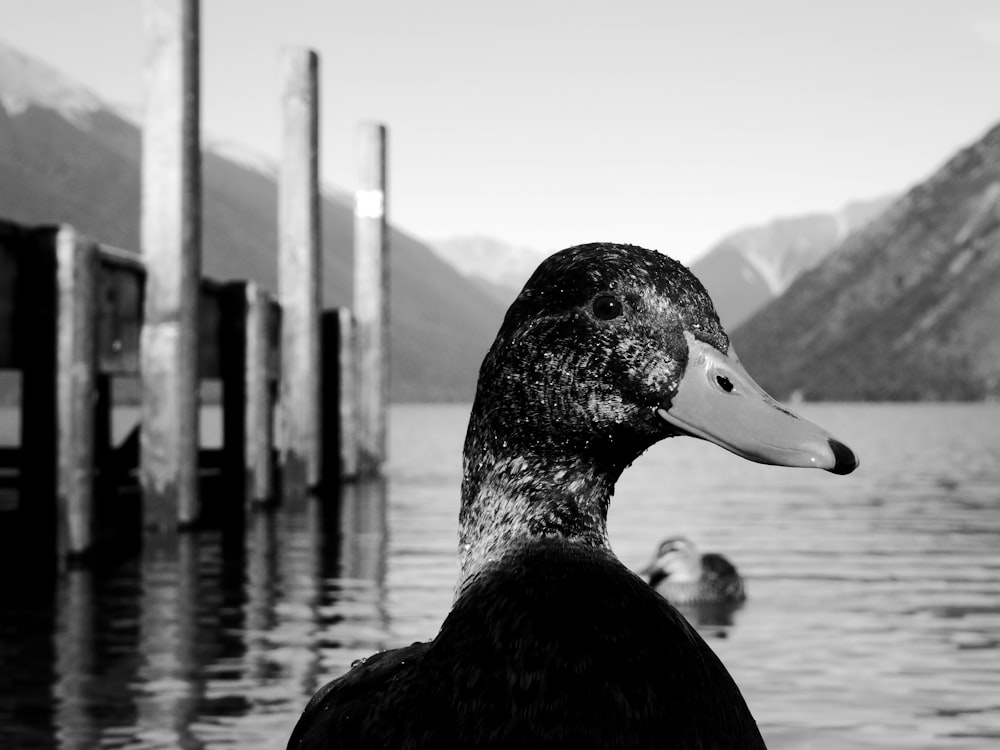 a black and white photo of a duck near a body of water