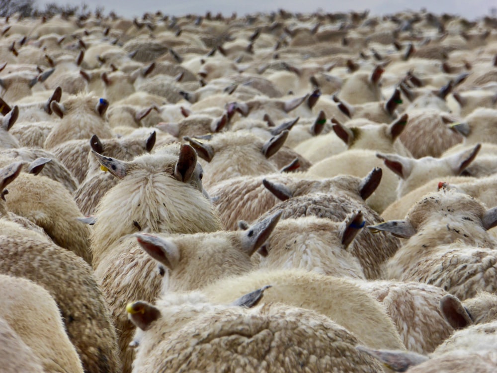 a large herd of sheep standing next to each other