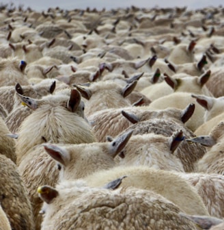 a large herd of sheep standing next to each other