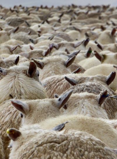 a large herd of sheep standing next to each other