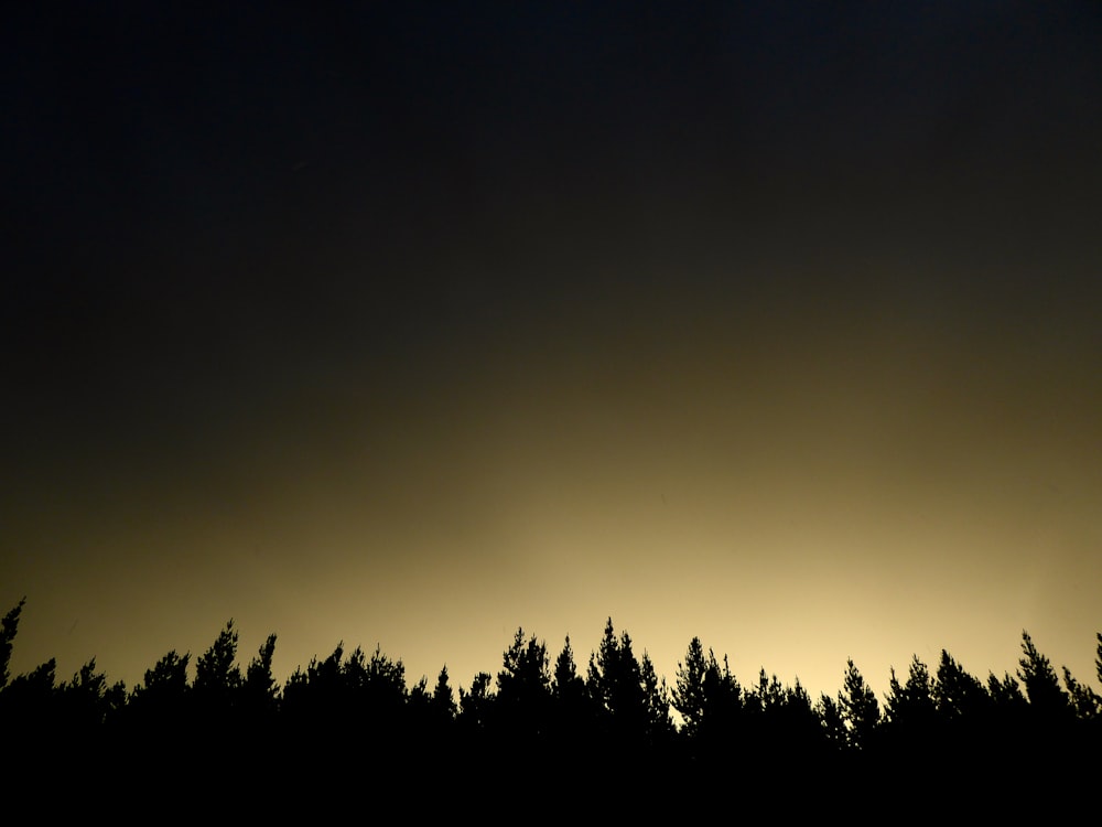 Il sole tramonta dietro la sagoma degli alberi