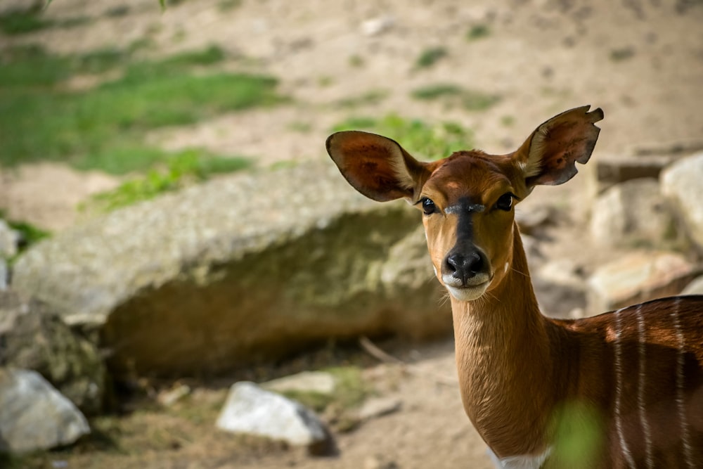 a small deer standing on top of a dirt field