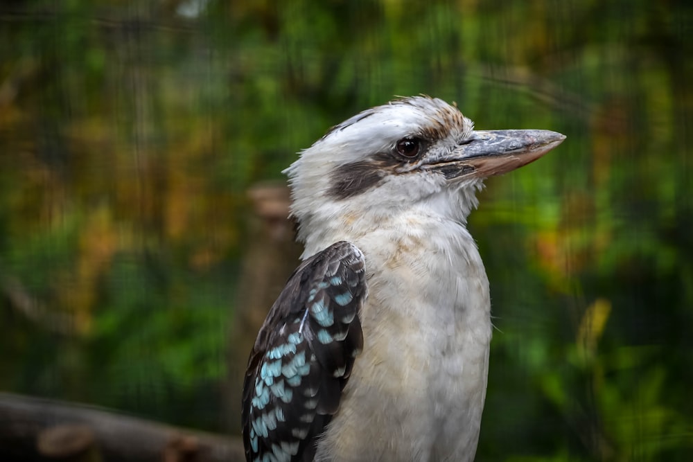 a close up of a bird on a branch