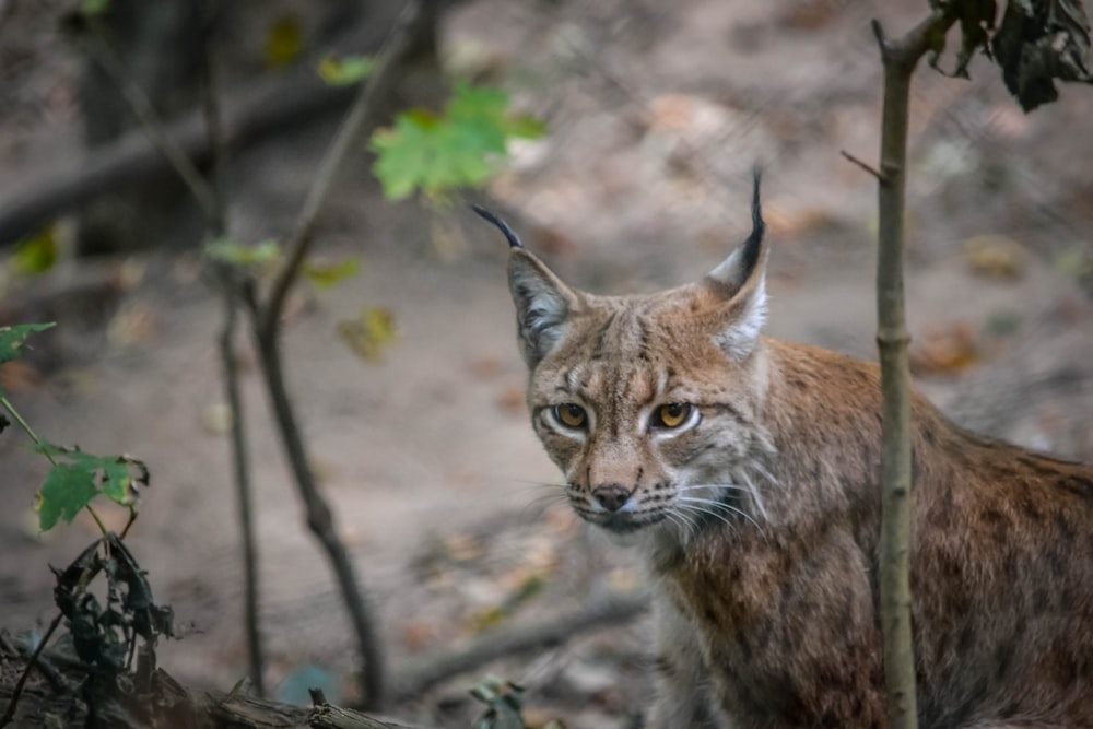 a lynx is standing in a wooded area
