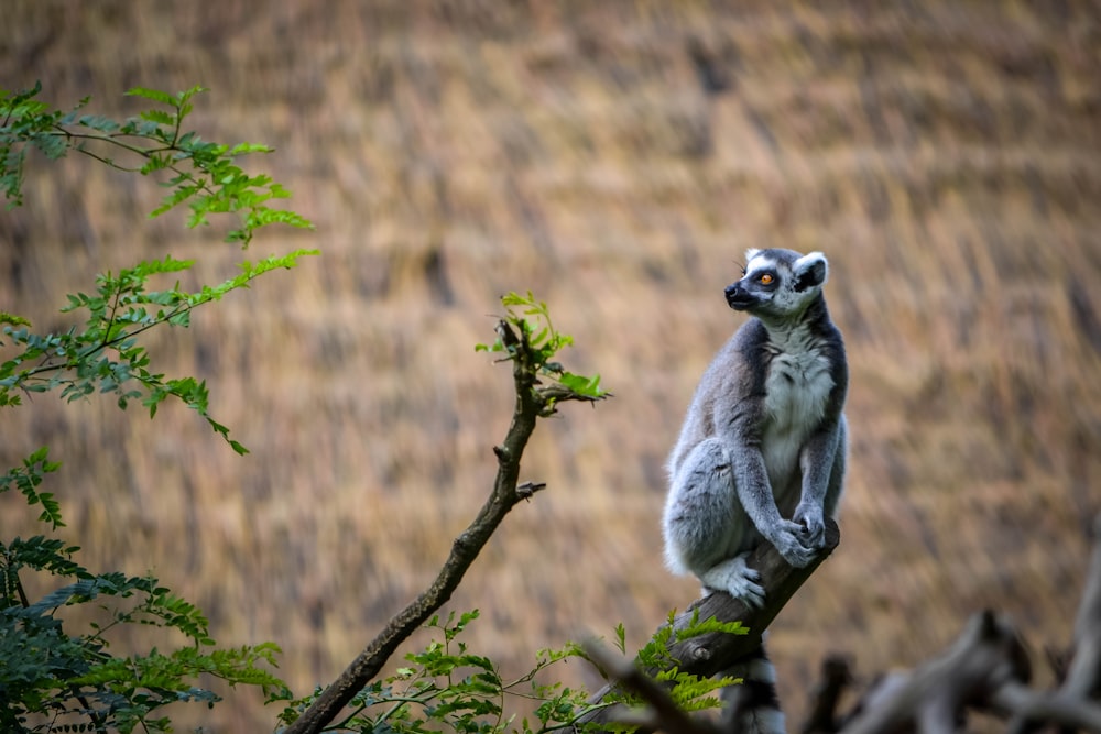 a small animal sitting on top of a tree branch