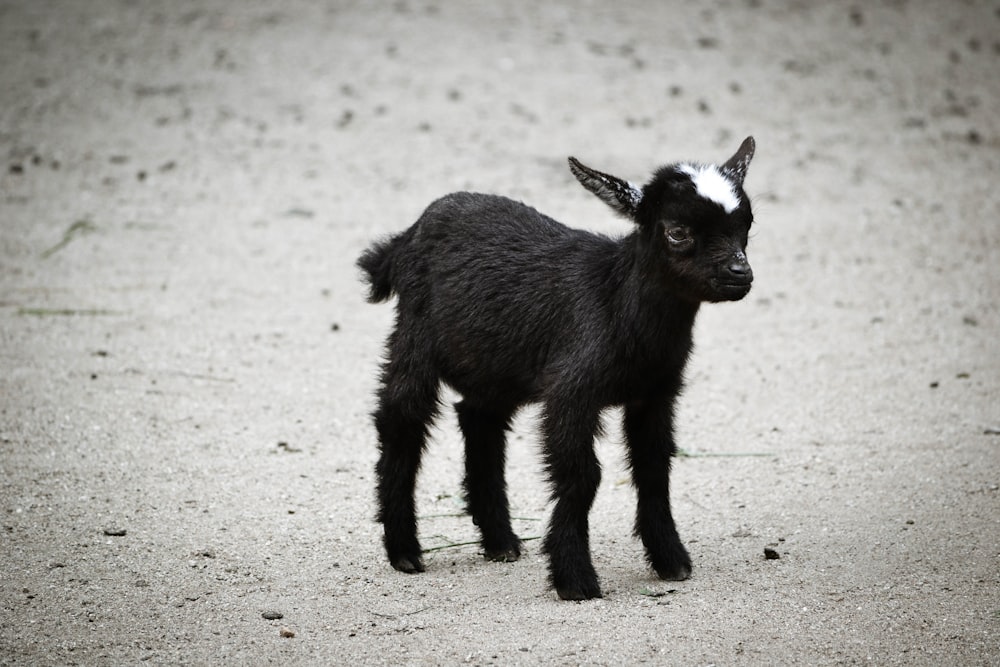 a small black goat standing on top of a dirt field