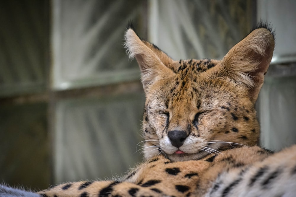 a close up of a cat laying on a bed