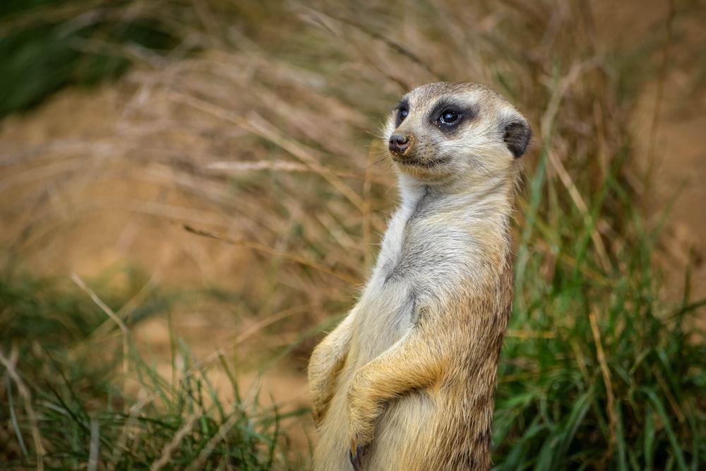 a meerkat standing on its hind legs in the grass