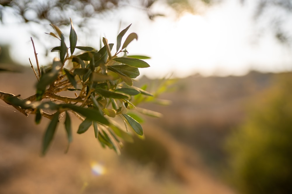 a branch of an olive tree in the sunlight