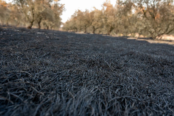 A quiet corner of the farm with wild herbs growing alongside olive trees.