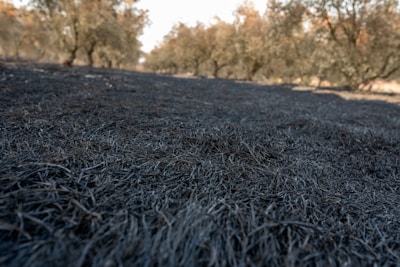 A quiet corner of the farm with wild herbs growing alongside olive trees.