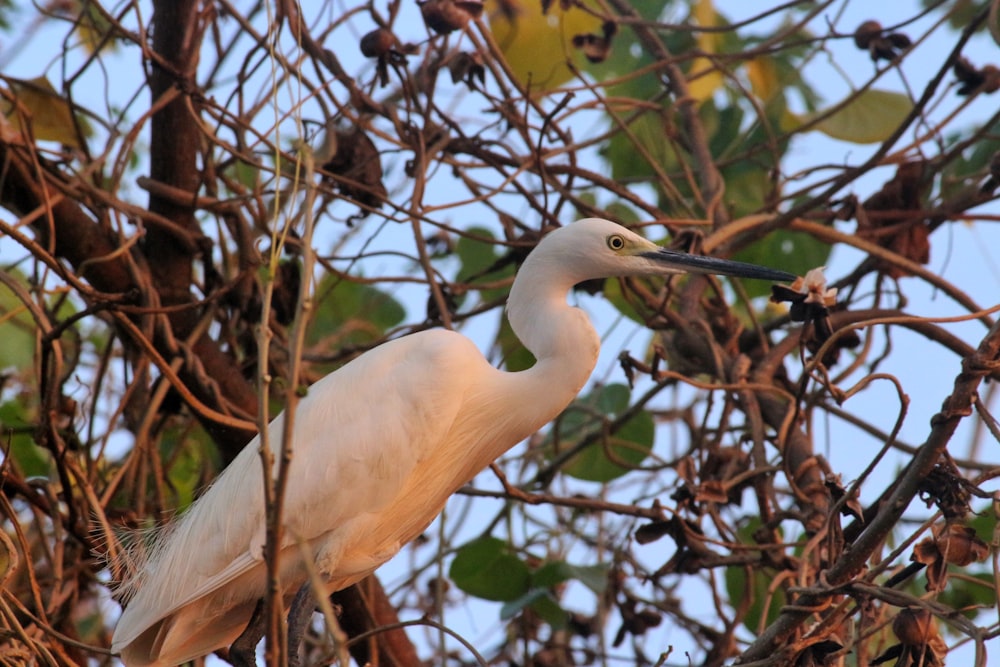 a white bird is standing in a tree