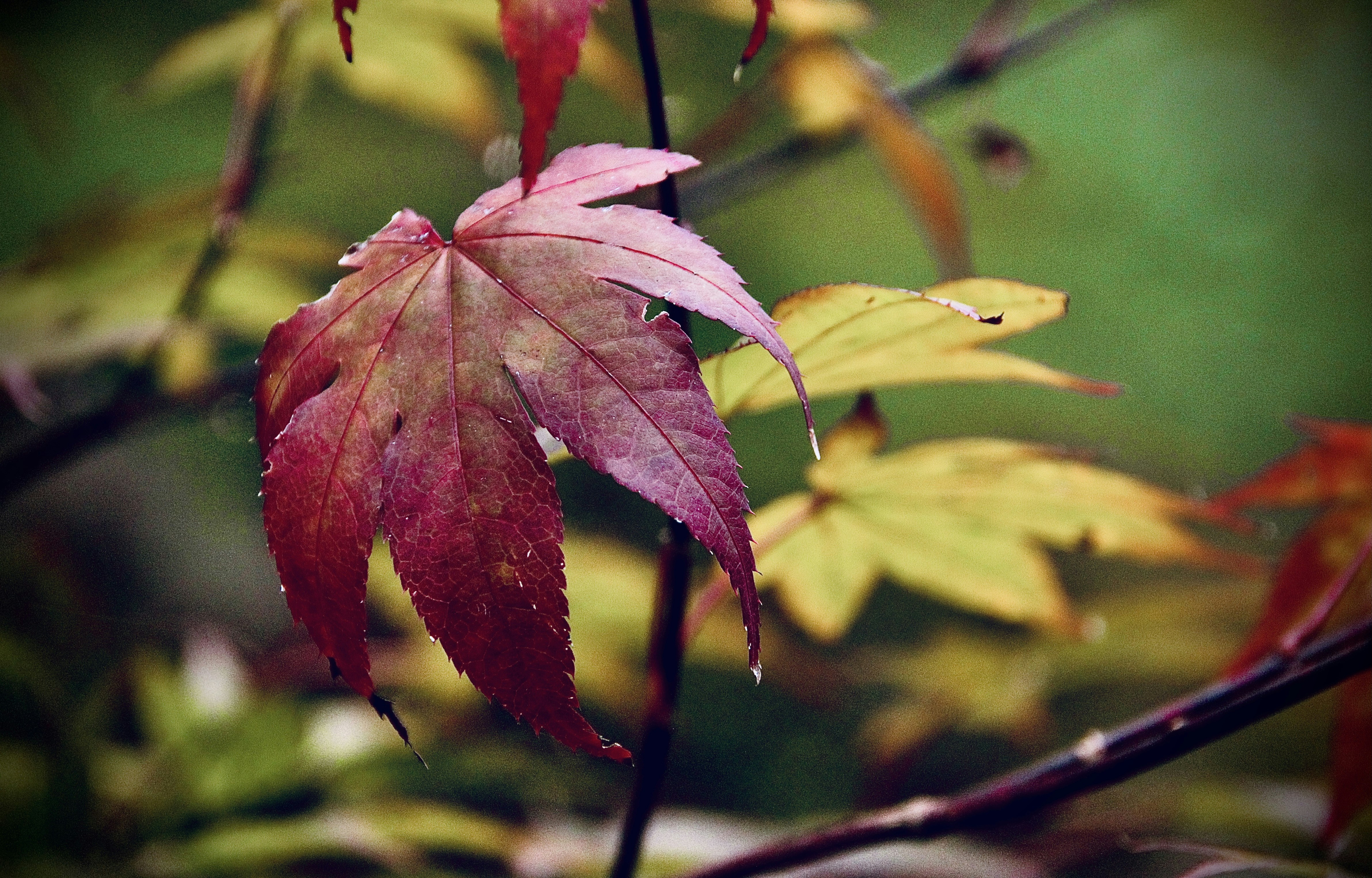 Photo by divyachawlaart