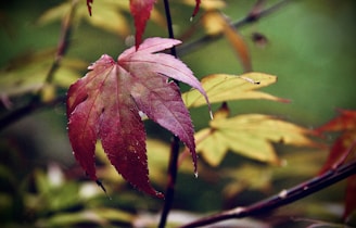 a close up of a leaf on a tree