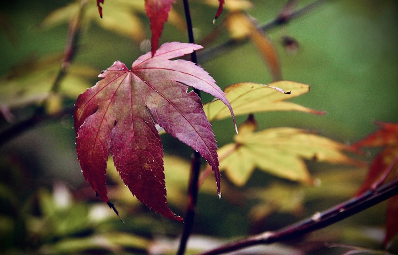 a close up of a leaf on a tree