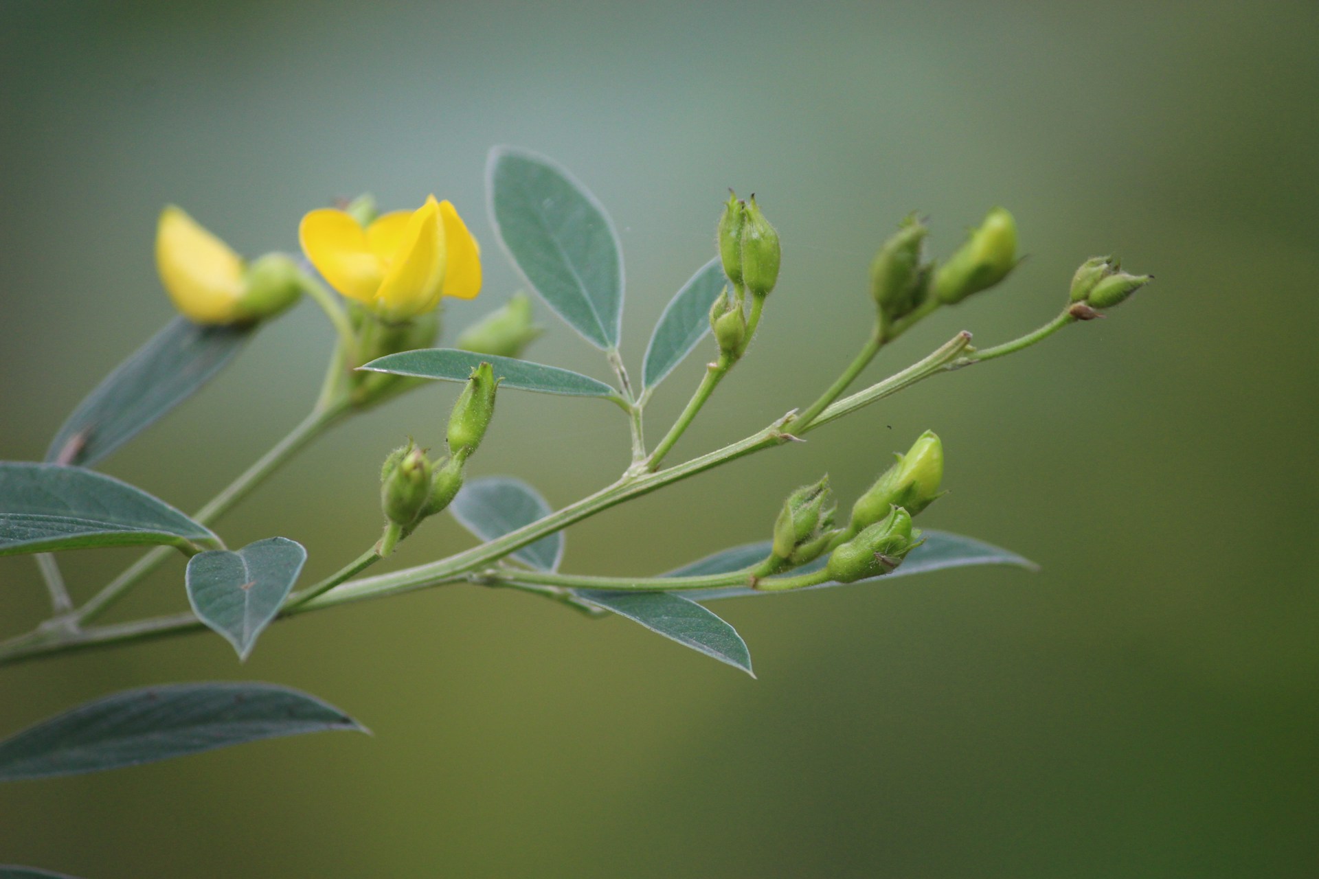 a close up of a yellow flower with green leaves