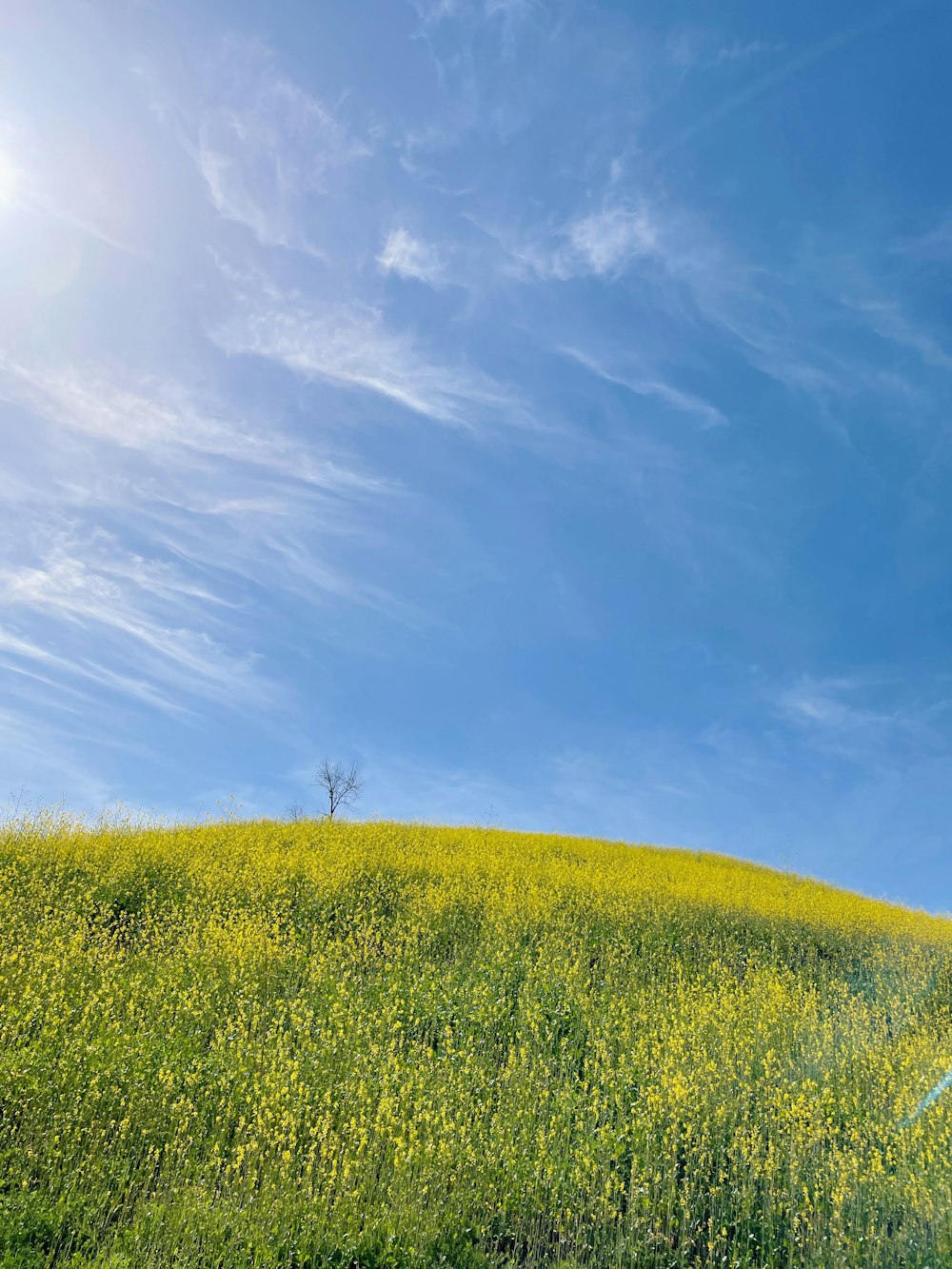 a field of yellow flowers under a blue sky