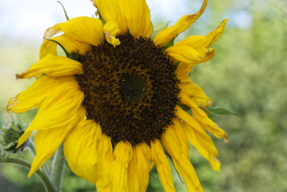 a large yellow sunflower in a field