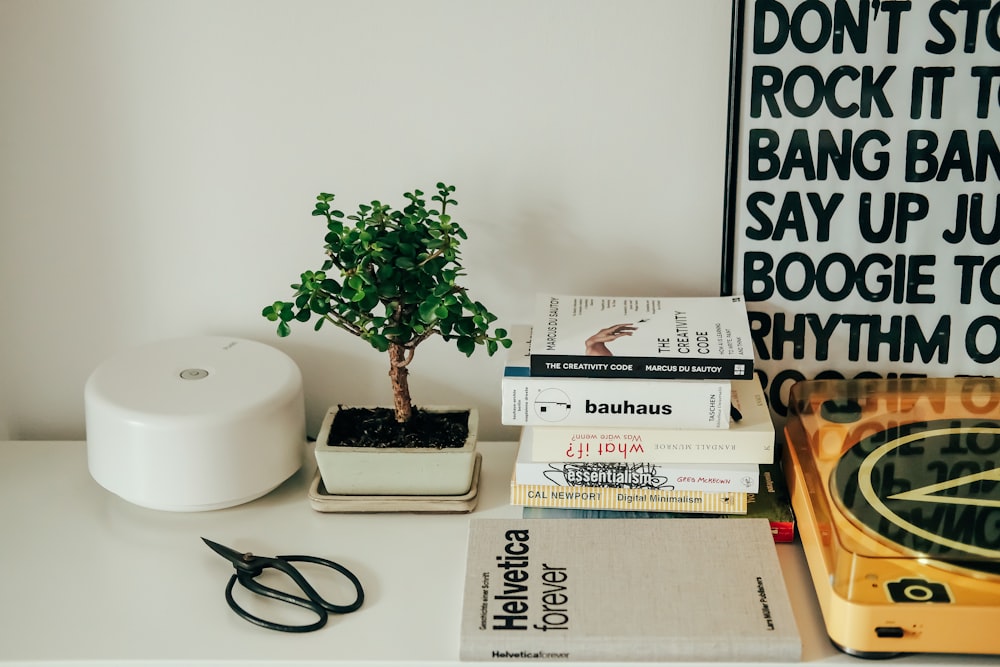 Tranquility in Miniature Bonsai Indoor Plants Tips