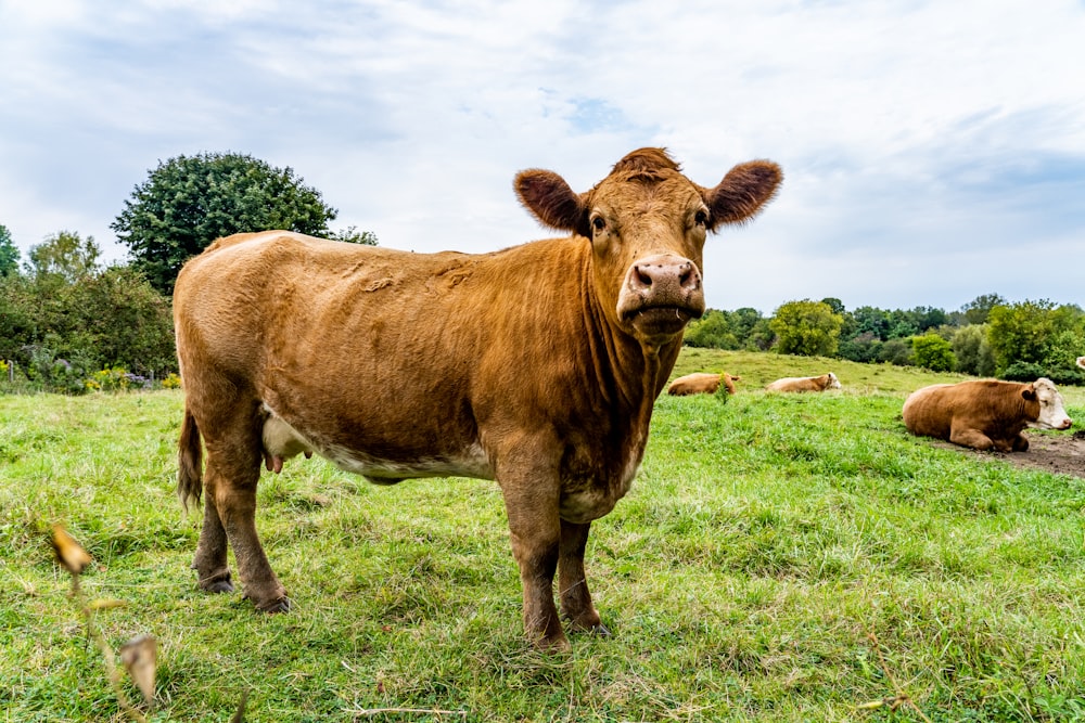 a brown cow standing on top of a lush green field