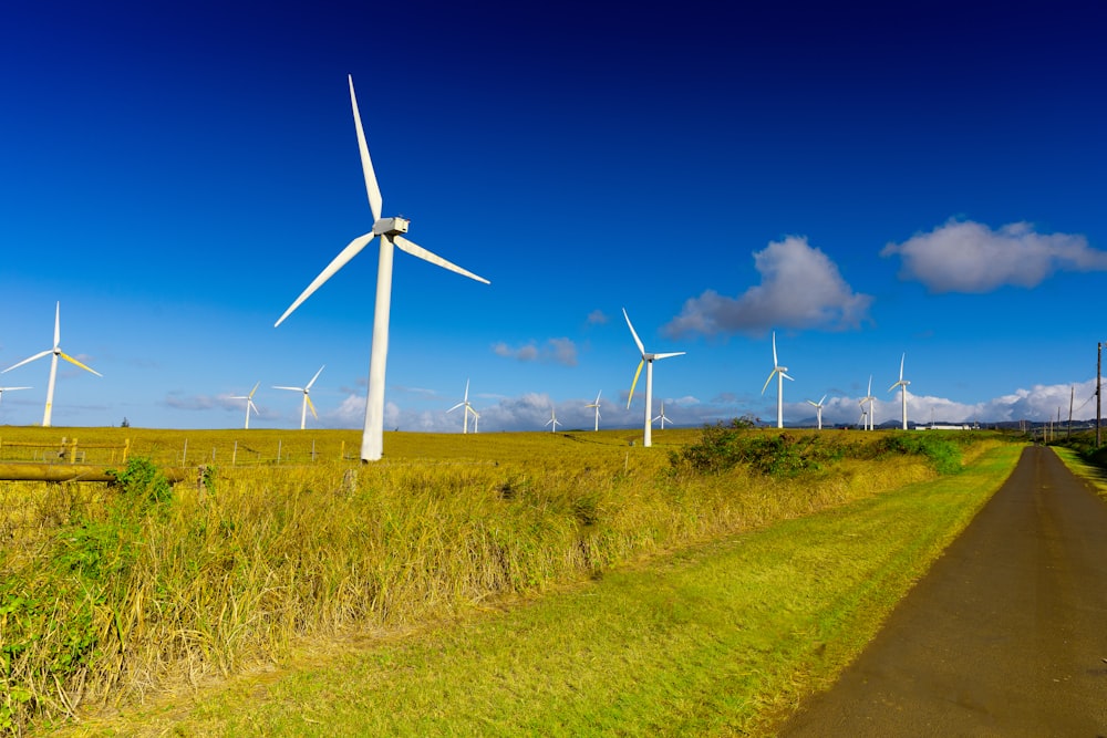 a field of grass and a road with a bunch of windmills in the background