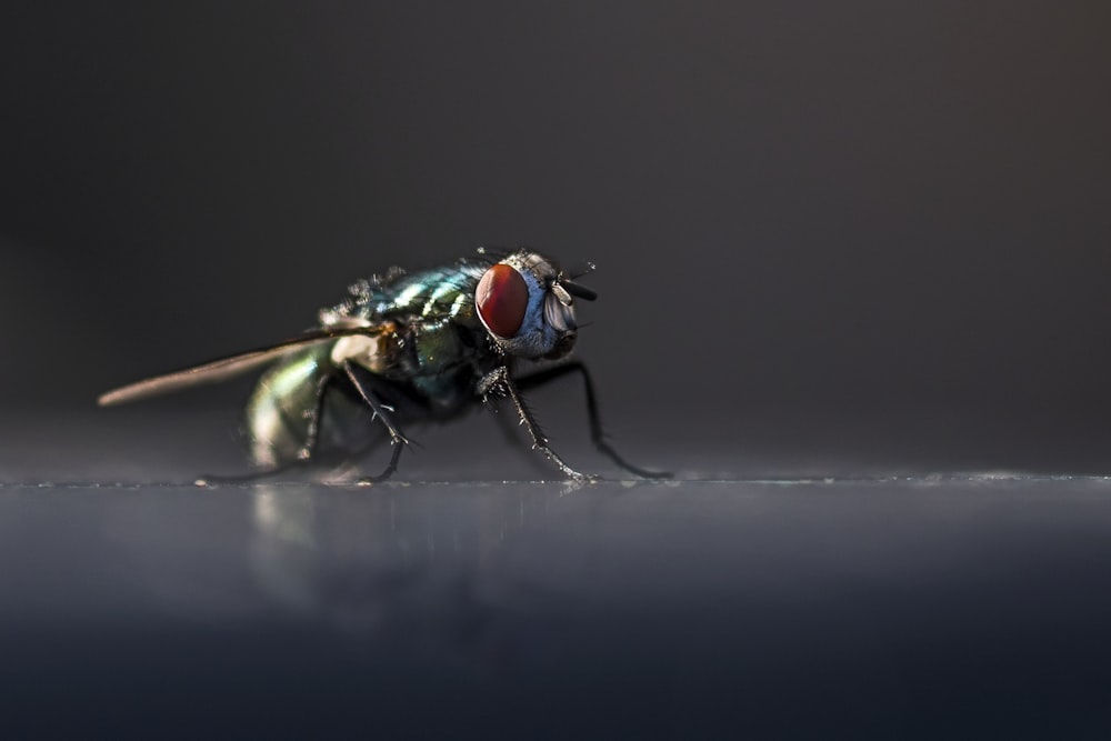 Un primo piano di una mosca su un tavolo