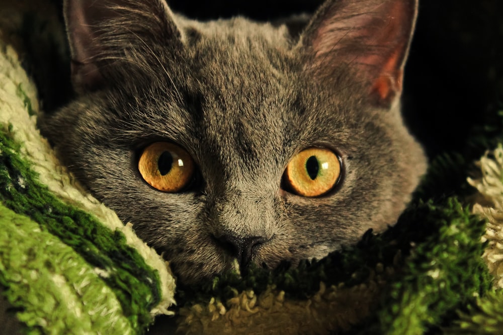 a gray cat with yellow eyes laying on a blanket