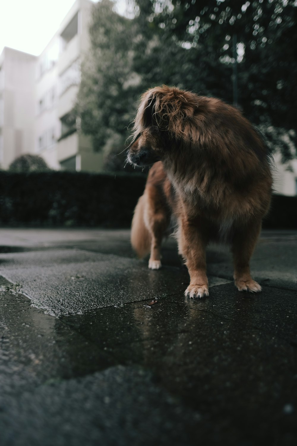 a large brown dog standing on top of a sidewalk