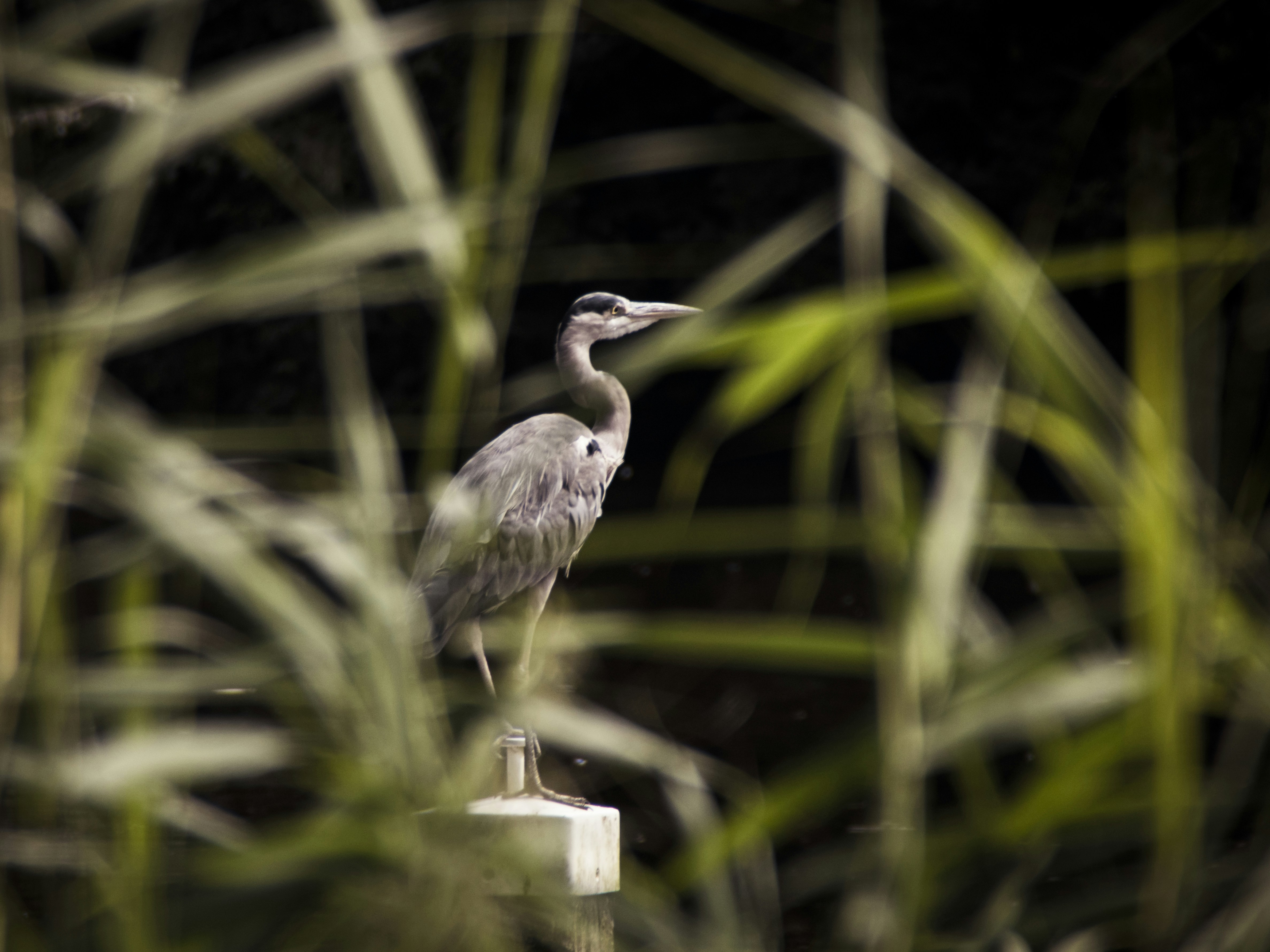 Photo by itay_libenson