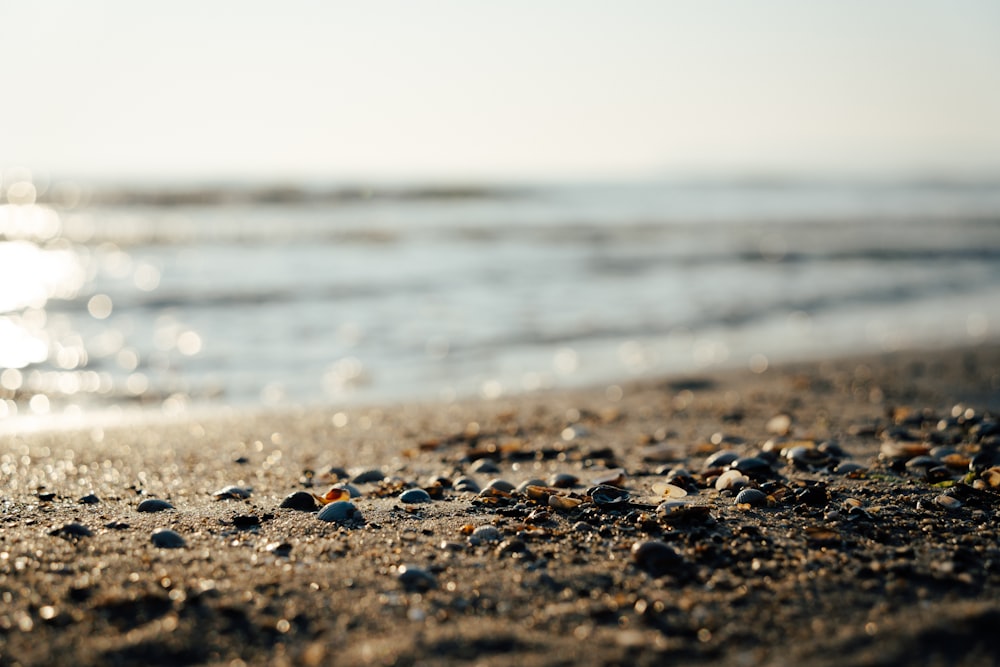 Un primer plano de rocas en una playa cerca del océano