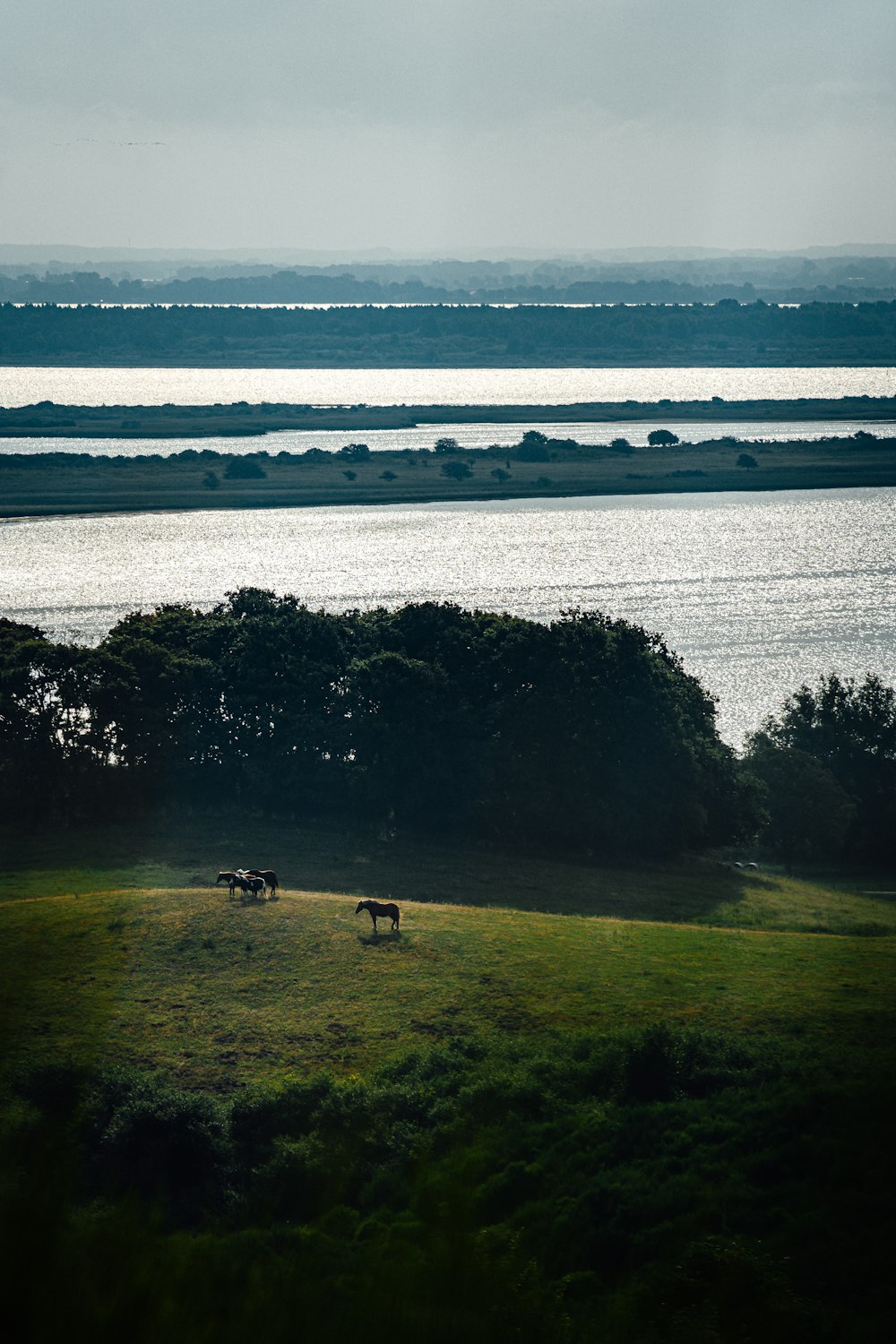 a group of horses grazing on a lush green field