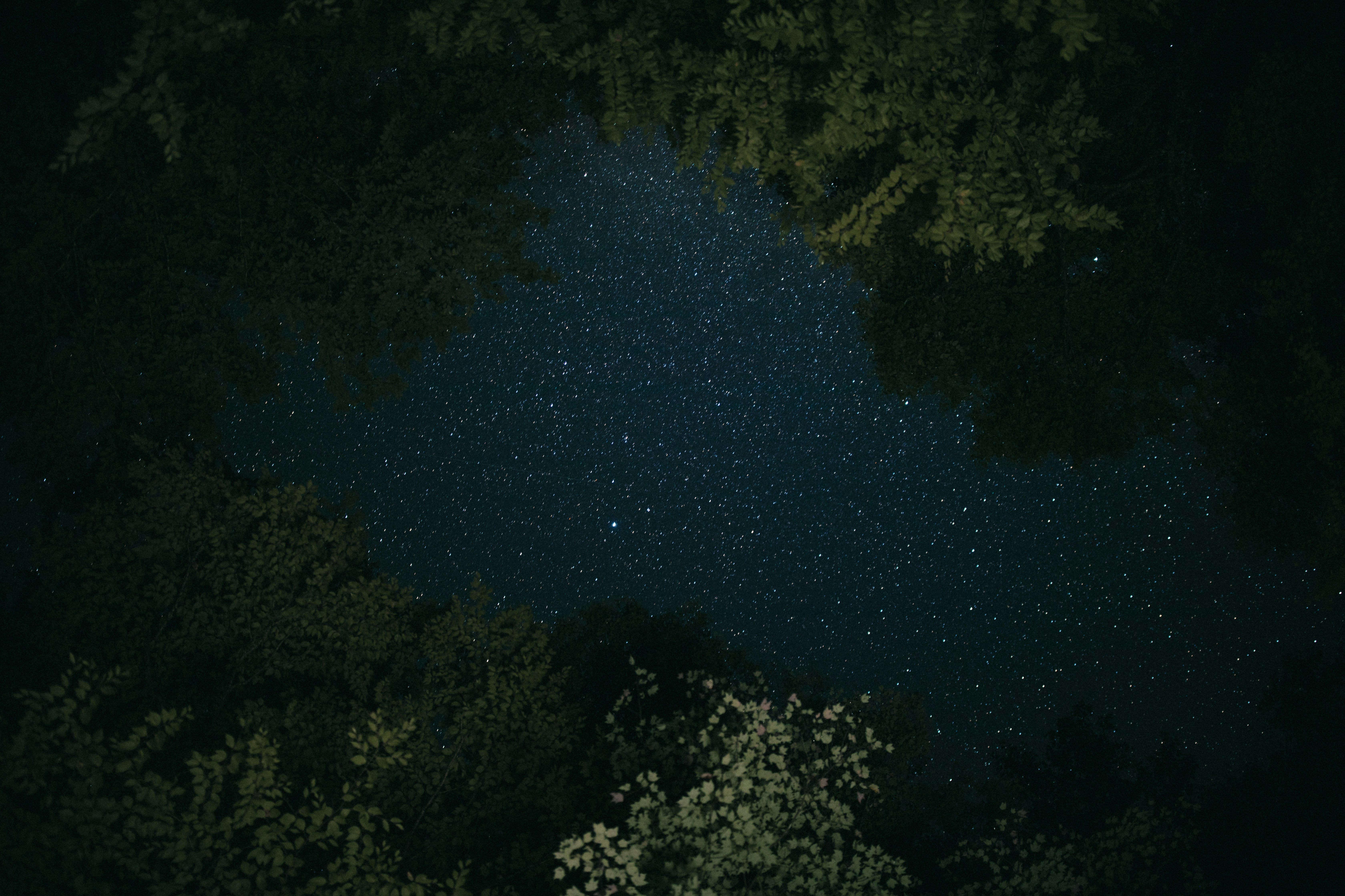 キャンバスドローイング『The forest at night』 キャンバス