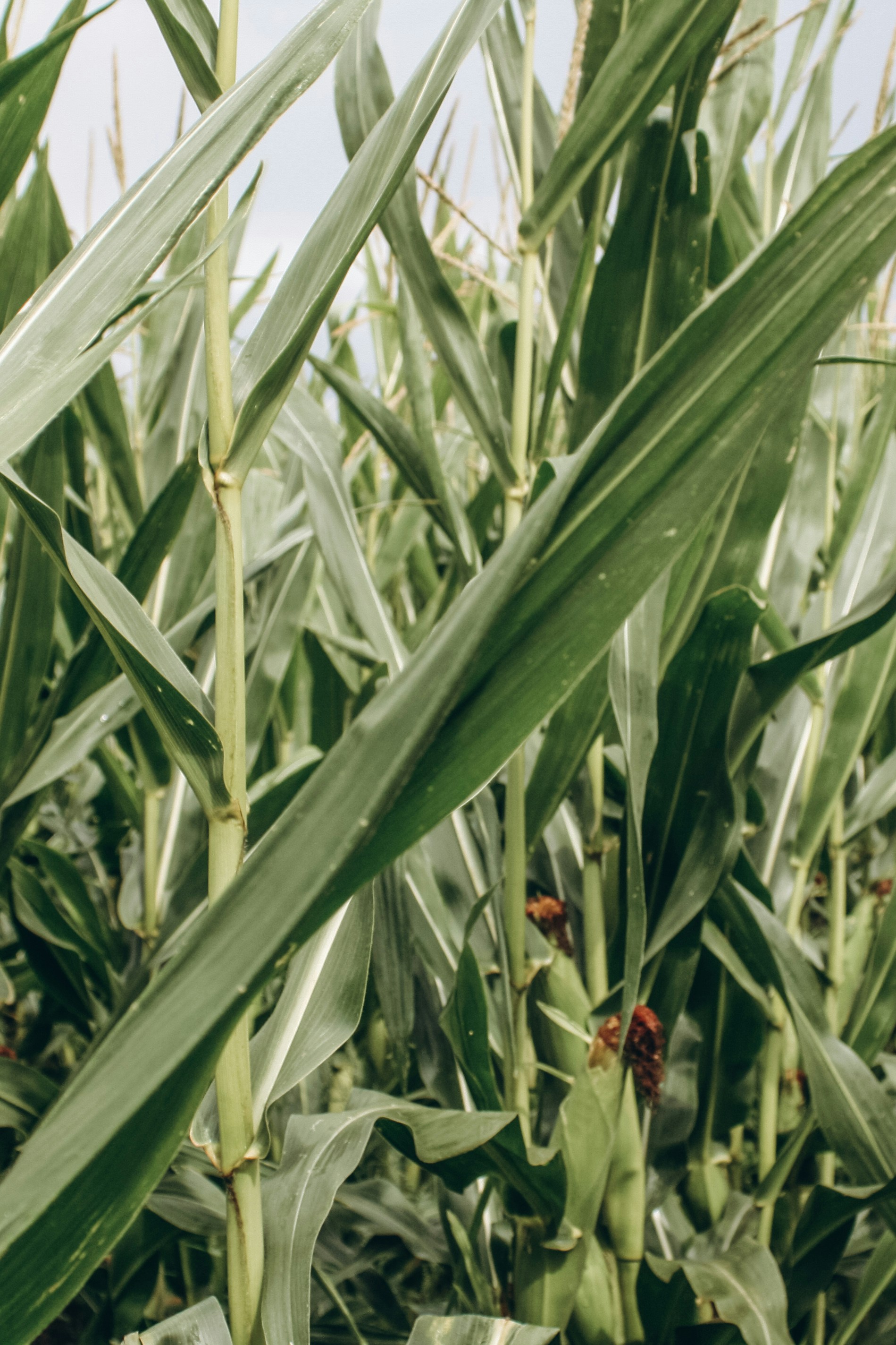 photo-1631800778150-b7f3d3a71993 Fiagros