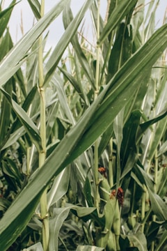 Tall stalks of green corn plants with broad leaves dominate the scene. The image is closely focused on the cornfield, showcasing the vertical growth and lush foliage.