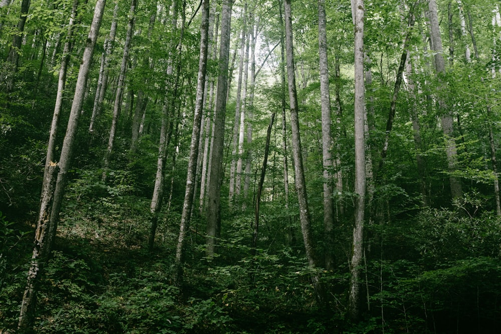 uma árvore em uma floresta