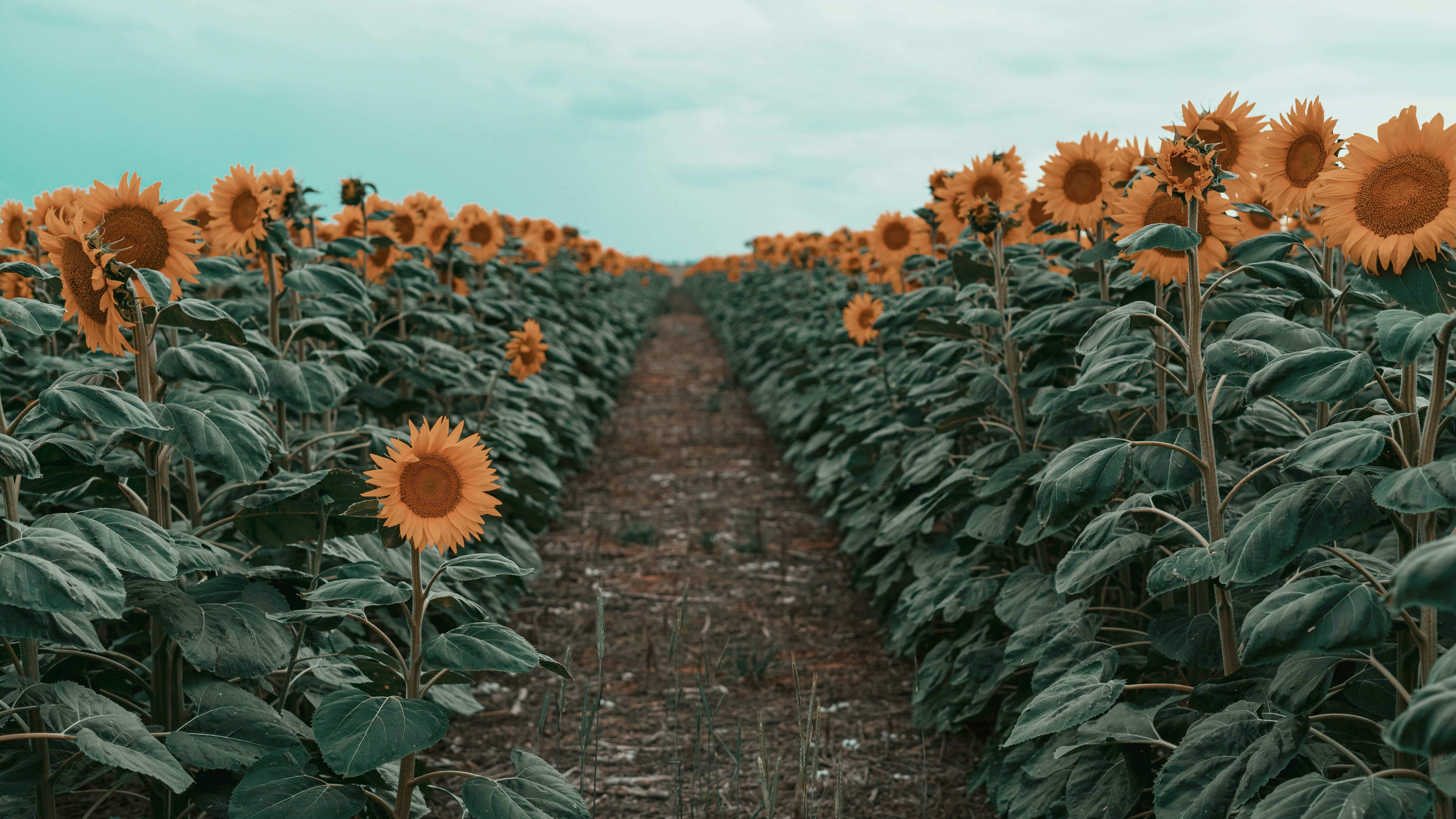 a large field of sunflowers with a sky background