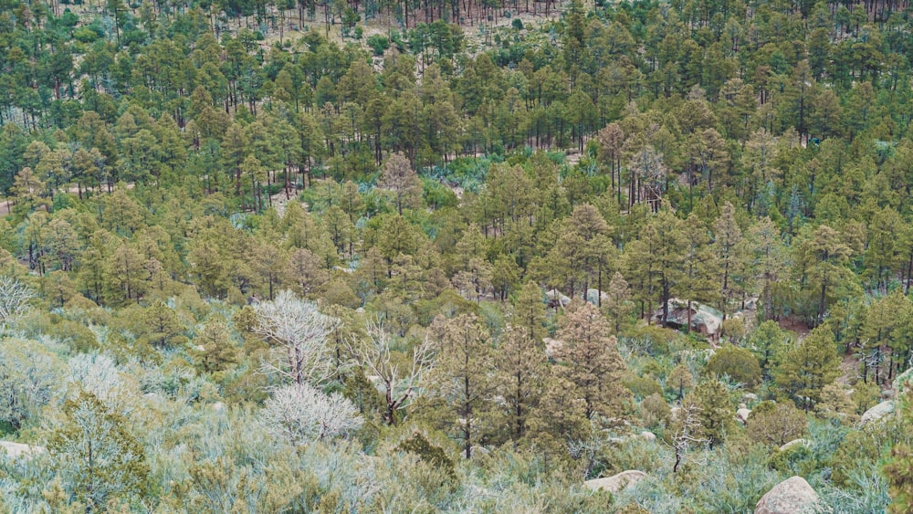 a forest filled with lots of green trees