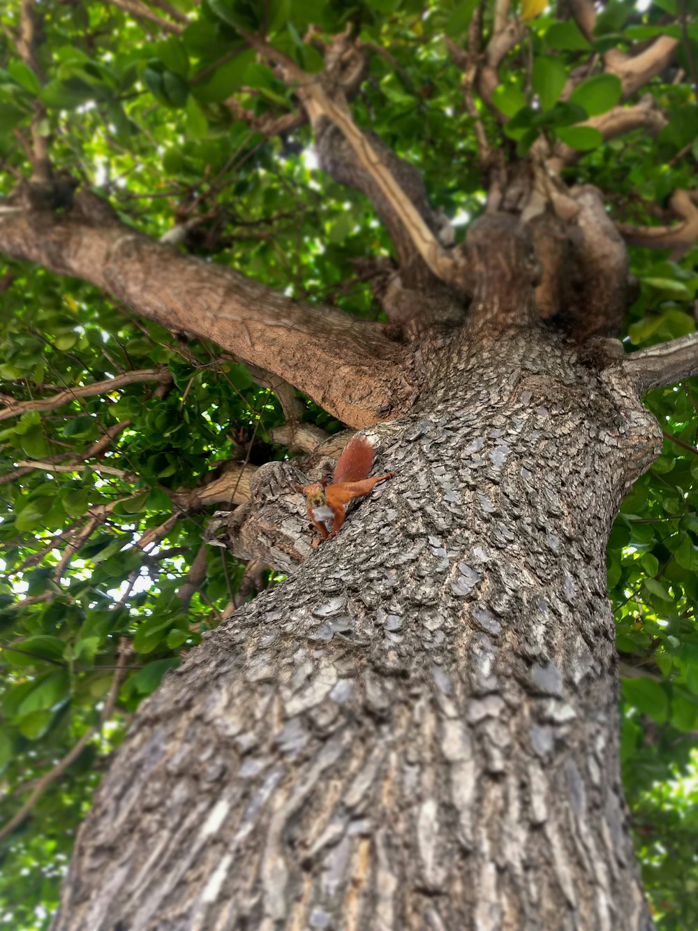 Una ardilla sentada en medio de un árbol