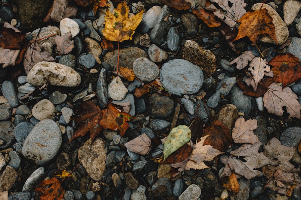 un bouquet de feuilles qui sont sur des rochers