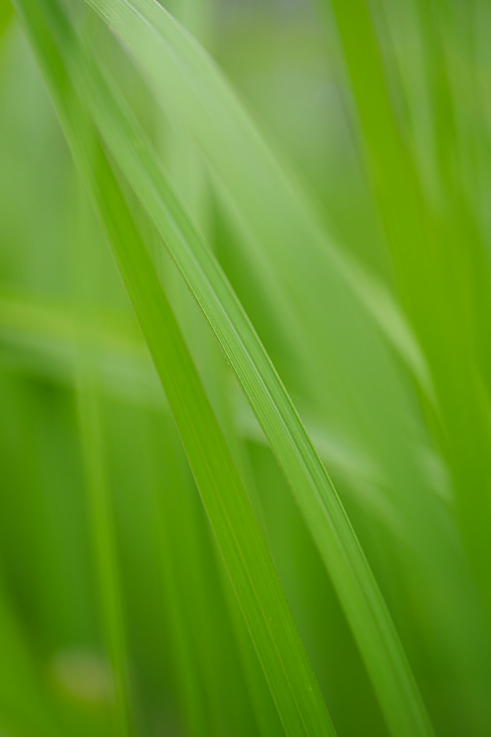 a close up of a green grass with a blurry background