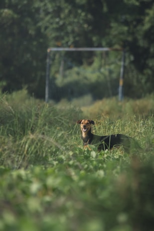 A sleek robot dog standing in a grassy field.