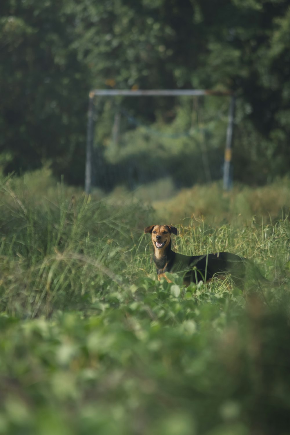 a dog is sitting in the tall grass