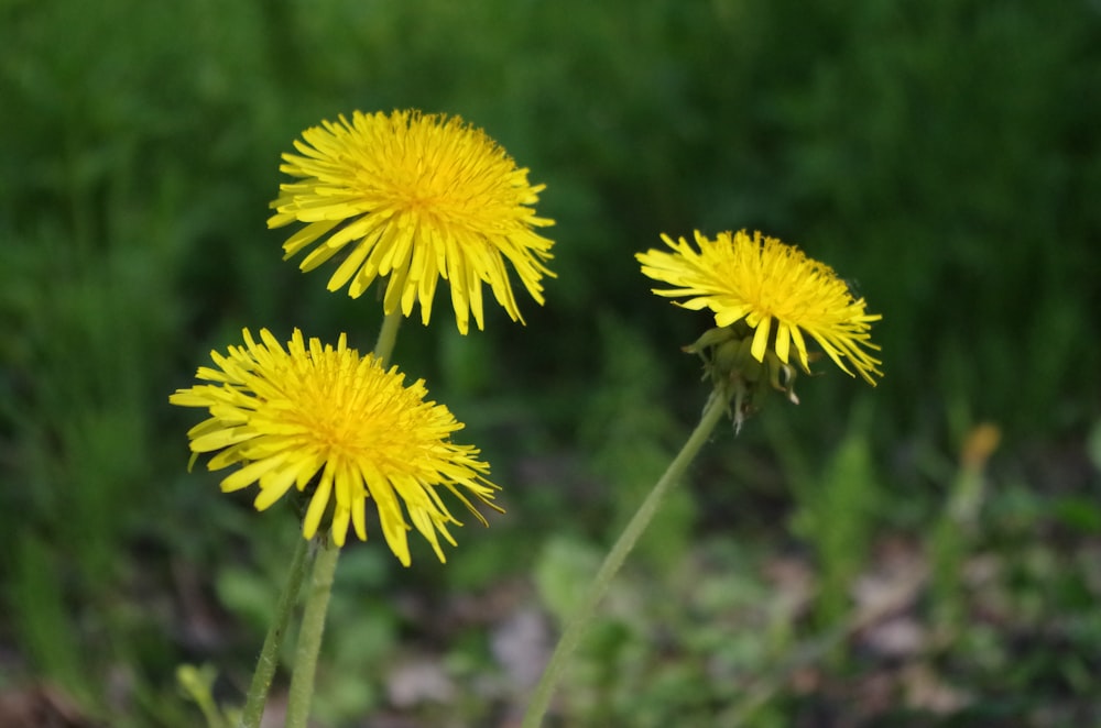a couple of yellow dandelions sitting on top of a lush green field