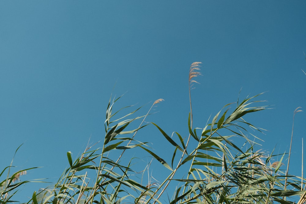 hierba alta soplando en el viento en un día soleado